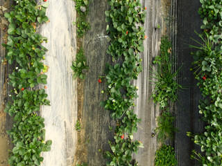 Greenhouse farms in state of Jijel, Algeria, growing vegetables cultivation in Africa, agriculture in North Africa, planting fresh vegetables, vegetable production in greenhouses, glasshouse hothouse.