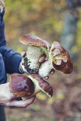 Man hands holding beautiful edible boletus mushrooms