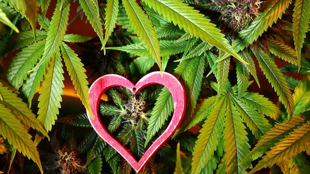 marijuana plant bud video medical cannabis farm close up