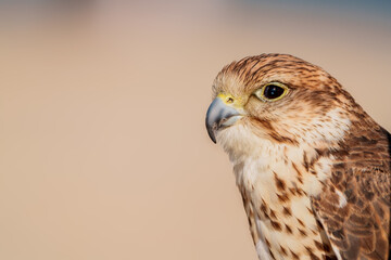 Close up view of the saker falcon bird