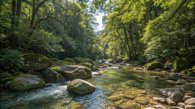 Dense forest canopy above a crystal clear mountain stream with smooth rounded rocks and sunlit pools, scenic, moss, water