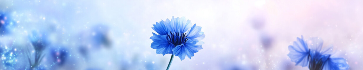 Obraz premium Blue flowers in soft light with a bokeh banner background for copy space