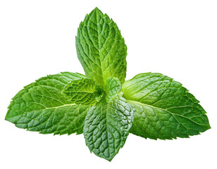 Fresh mint leaves with vibrant green color and rich texture, perfect for culinary use.