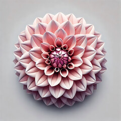 Pink Dahlia image  flower white background.