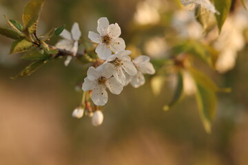fiori di ciliegio in primavera al tramonto