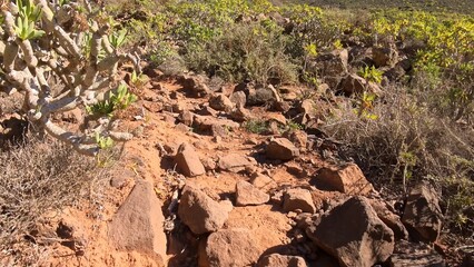 steiniger Pfad in sonnendurchflutetem idyllischem Tal auf Lanzarote, Kanaren, Wandern, Flora,...