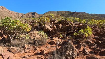 steiniger Pfad in sonnendurchflutetem idyllischem Tal auf Lanzarote, Kanaren, Wandern, Flora,...