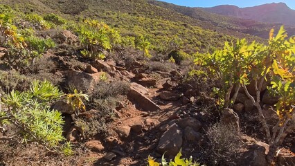 mediterrane grüne Pflanzenwelt in sonnendurchflutetem idyllischen Tal auf den Kanarischen Inseln -...