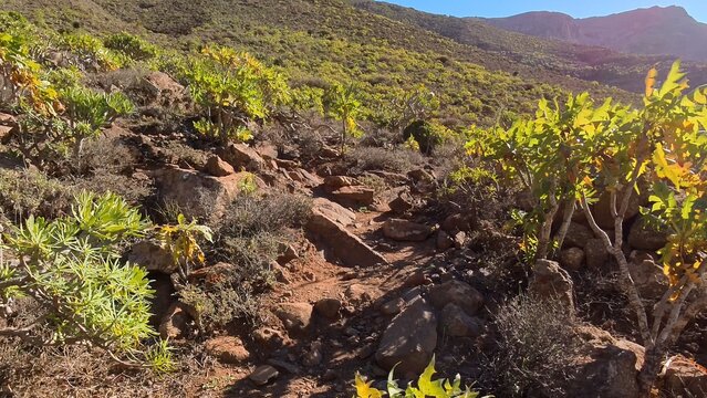 mediterrane gr&uuml;ne Pflanzenwelt in sonnendurchflutetem idyllischen Tal auf den Kanarischen Inseln - Lanzarote, Landschaft, Natur, felsig, trocken