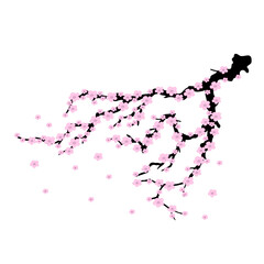 cherry blossom vector