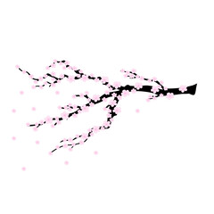 cherry blossom vector