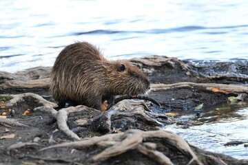 Nutria (Myocastor coypus) near 
veltawa River In Prague, Czech Republic