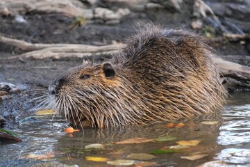 Nutria (Myocastor coypus) near 
veltawa River In Prague, Czech Republic