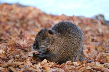 Nutria (Myocastor coypus) near 
veltawa River In Prague, Czech Republic