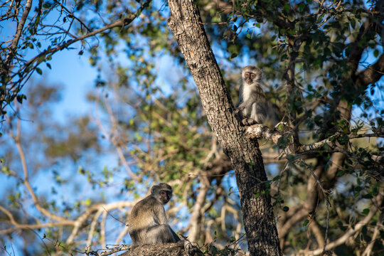 Monkey, Cercopithecidae, with a young one in their natural habitat.