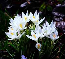 Białe krokusy © Adam