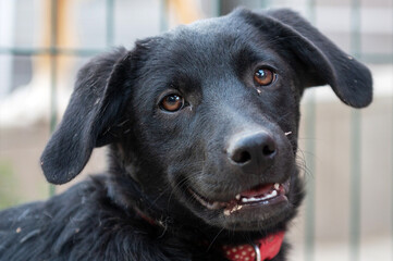 Dogs in animal shelter waiting for adoption. Homeless dogs in animal shelter cage.