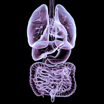 Human respiratory and digestive system anatomy, 3D illustration