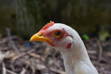 Close-up view of white organic chicken head, with blurred background.