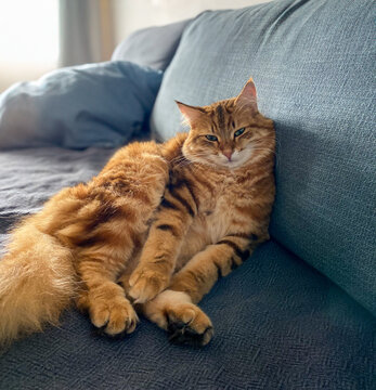 Beautiful siberian red stripped cat sittig on the sofa in cozy apartment.