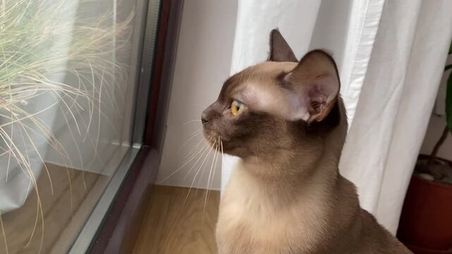 Burmese Cat Chattering and Talking about Birds
