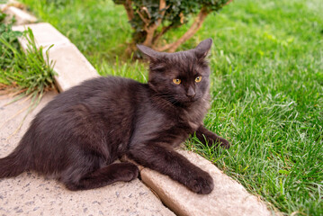 Black kitten lying outside. Pet, animal.