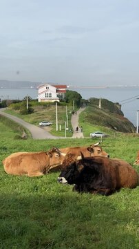 Asturian cow grazing in Asturias, Gijon, Spain.
