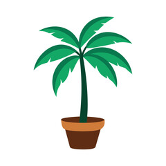 palm tree in a pot