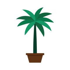 palm tree in a pot