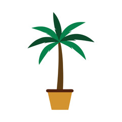 palm tree in a pot