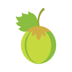 Sea gooseberry vector illustration