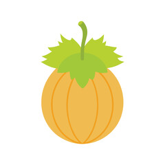 Sea gooseberry vector illustration