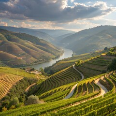 vineyard in the mountains