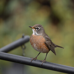An American robin in a Texas winter garden