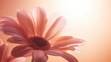 Closeup of a light peach colored flower, soft lighting, pale background, delicate petals, bright, warm light, beautiful flower