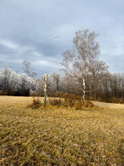 Winter's Embrace of Trees and Grass