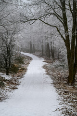 Winter's Frosted Path.