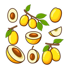 a variety of ximenias cut into shapes and arranged in different positions