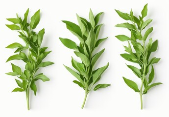 Fototapeta premium Three sprigs of fresh green leaves arranged vertically against a plain white background, showcasing detailed leaves and a soft texture