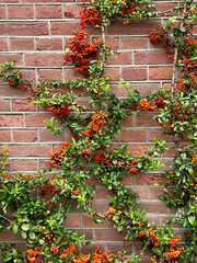  Brick wall with red and orange Pyracantha coccinea
