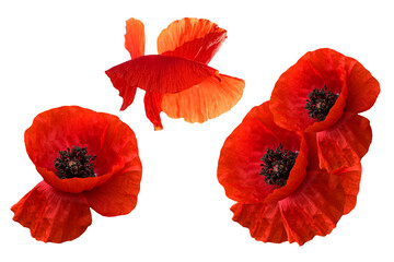 Remembrance Day in Canada, symbol of peace. Memorial Day. Set Red poppy flowers isolated .