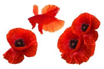  Remembrance Day in Canada, symbol of peace. Memorial Day. Set Red poppy flowers isolated .