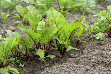 Beet Shoots. Young sprouts in garden. Beet shoots .garden, front view, and fresh green beet leaves.