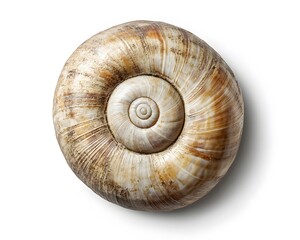 Top view of a textured snail shell with spiral pattern