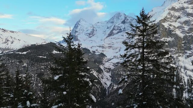 Eiger, Monch and Silberhorn Mountains in Winter. Swiss Alps. Switzerland. Aerial View. Moving Slowly Upwards over Conifer Trees