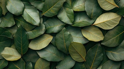 Fototapeta premium Green leaves background texture, overhead shot, nature backdrop, design element