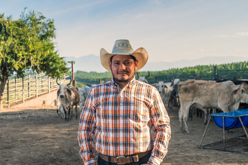working day on cattle farm.