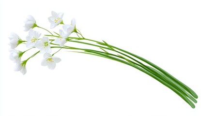 Fototapeta premium Bunch of white flowers with green stems against a plain background, isolated, showing delicate blossoms and long stems, perfect for floral design or