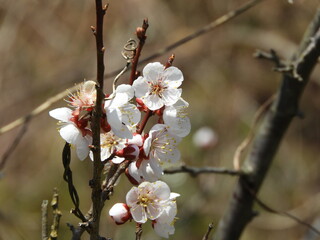 日本の花・桜