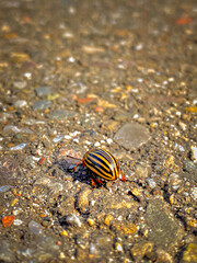 Colorado potato beetle (Leptinotarsa decemlineata) on the ground